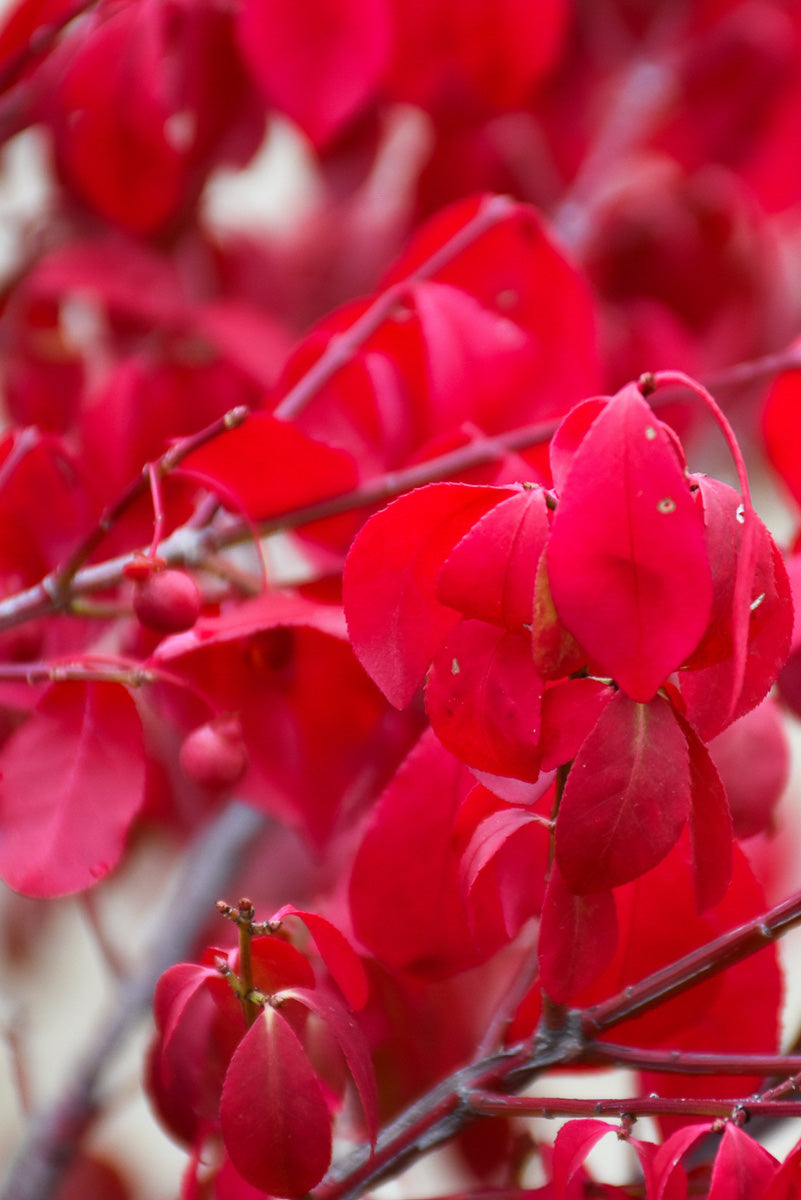 Burning Bush, Rudy Haag