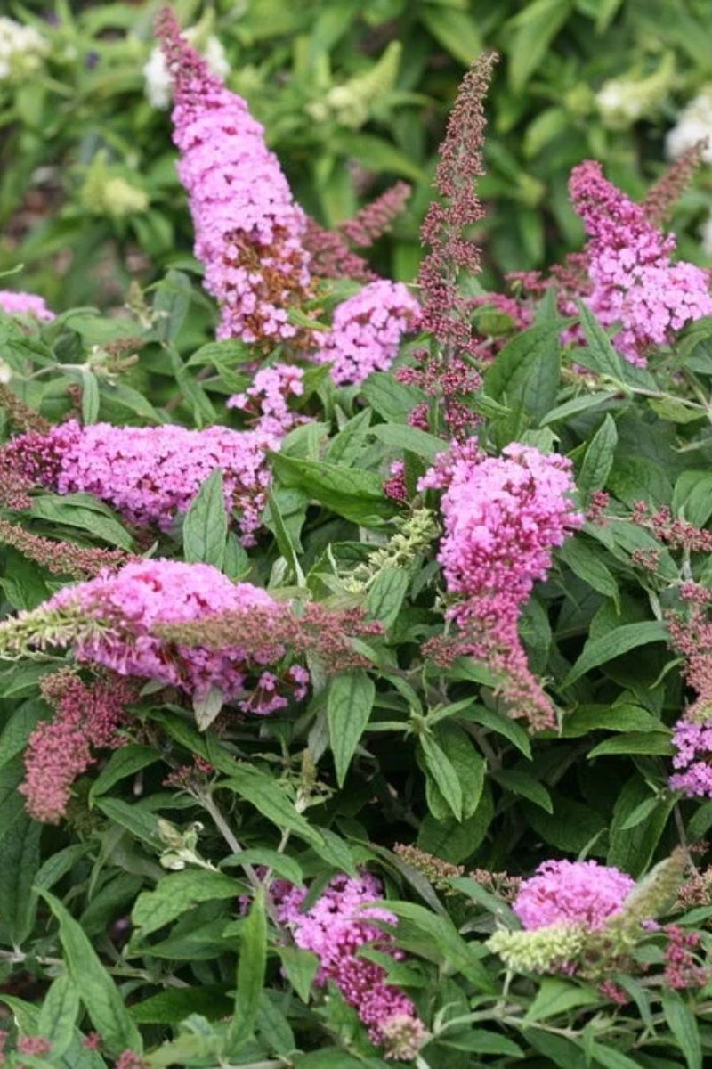 Butterfly Bush, Pugster Pinker