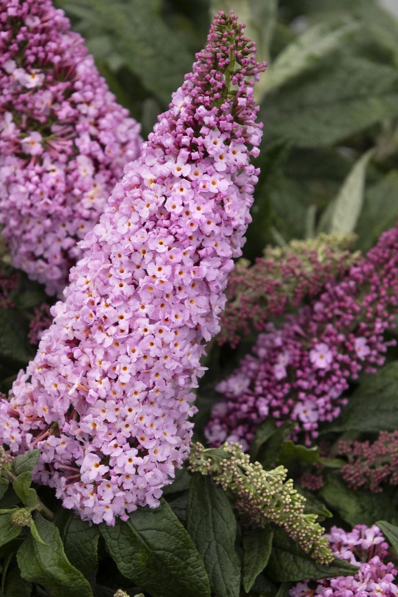 Butterfly Bush, Pugster Pinker