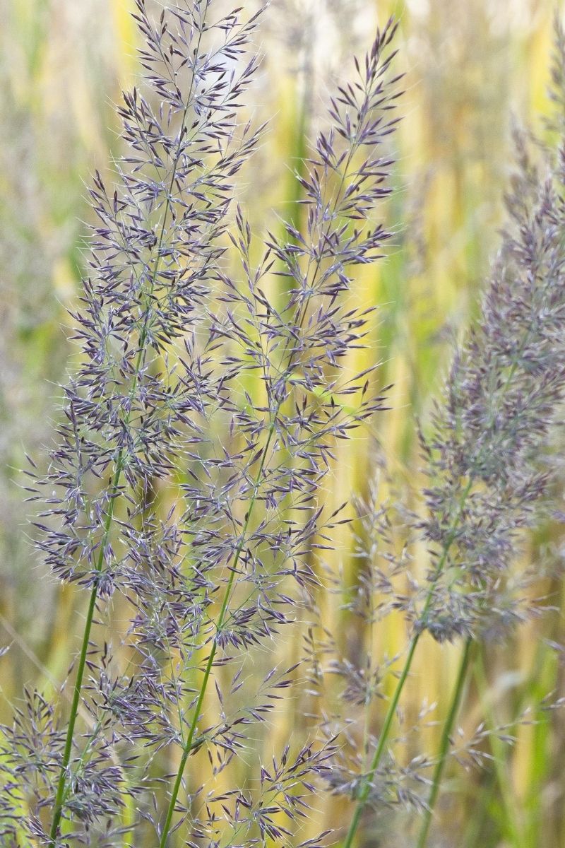 Feather Reed Grass, Korean