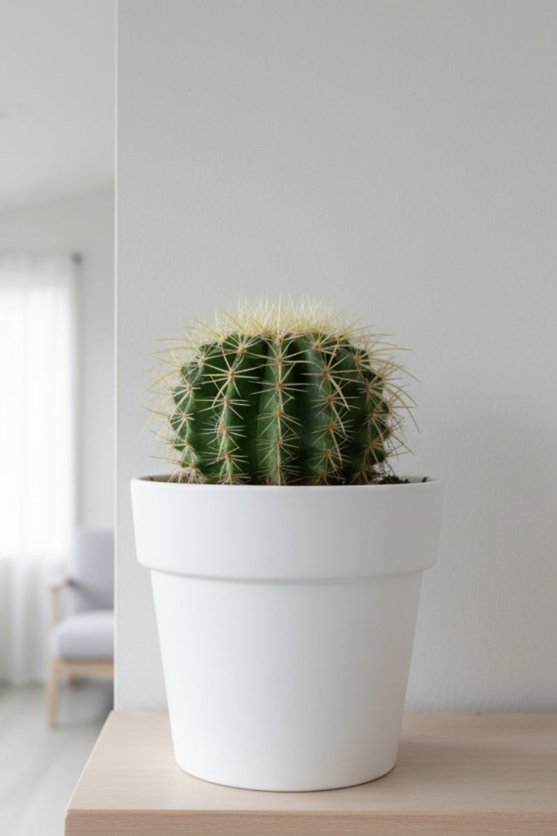 Cactus, Barrel 6"