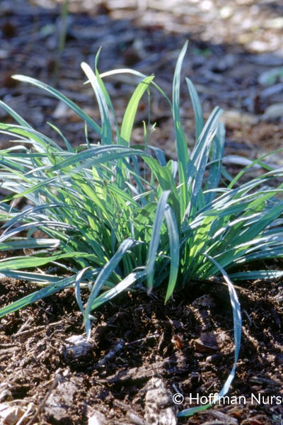 Grass, Sedge- Blu/Grn  Wood