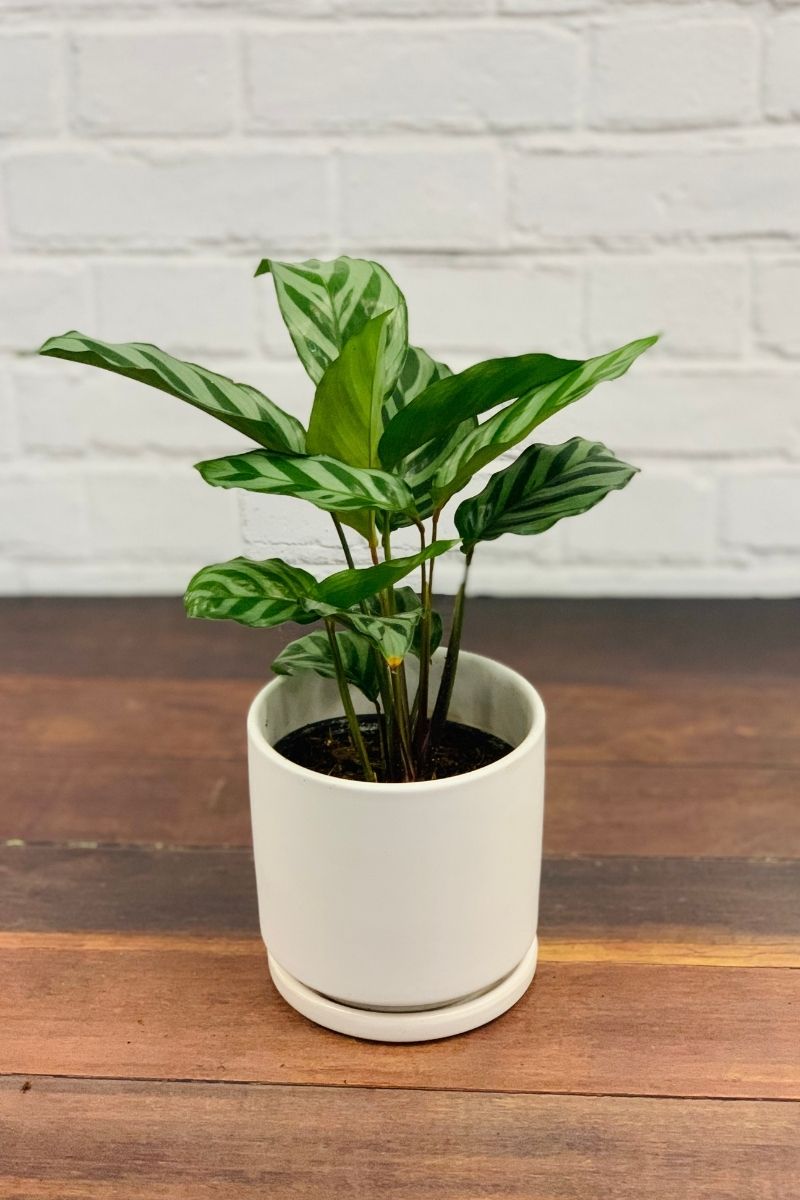 Calathea, Freddie 4"