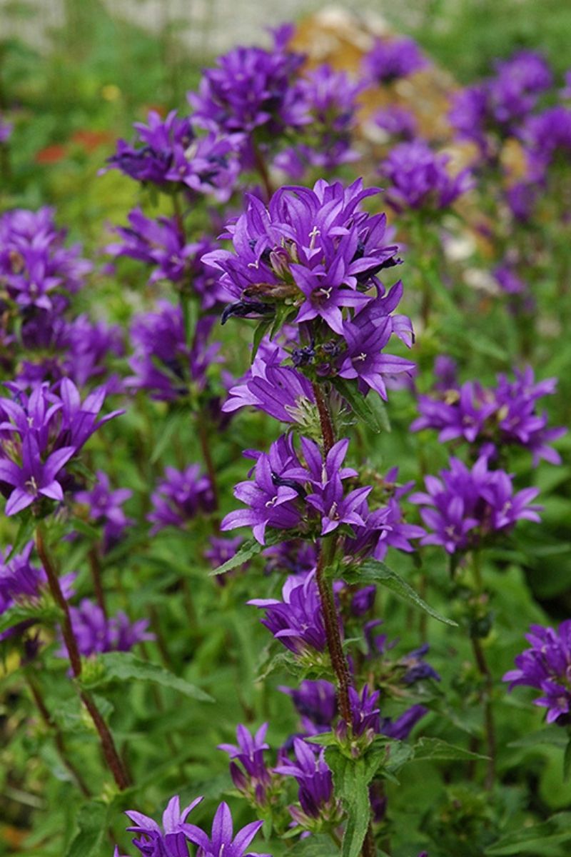 Bellflower, Clustard Superba