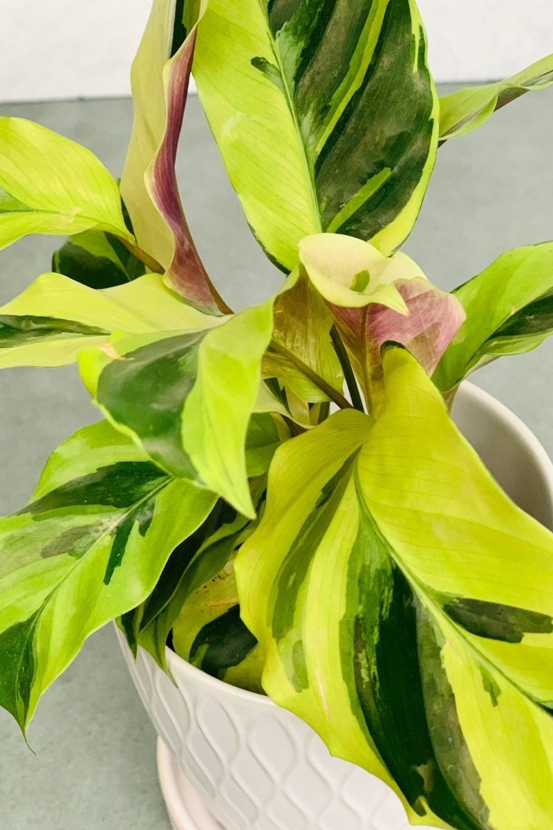 Calathea, Fusion Yellow 4"