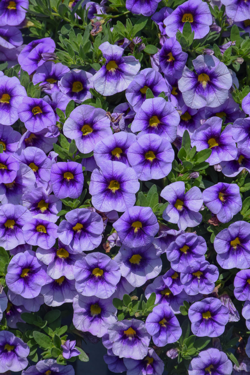 Calibrachoa, Eyeconic Purple
