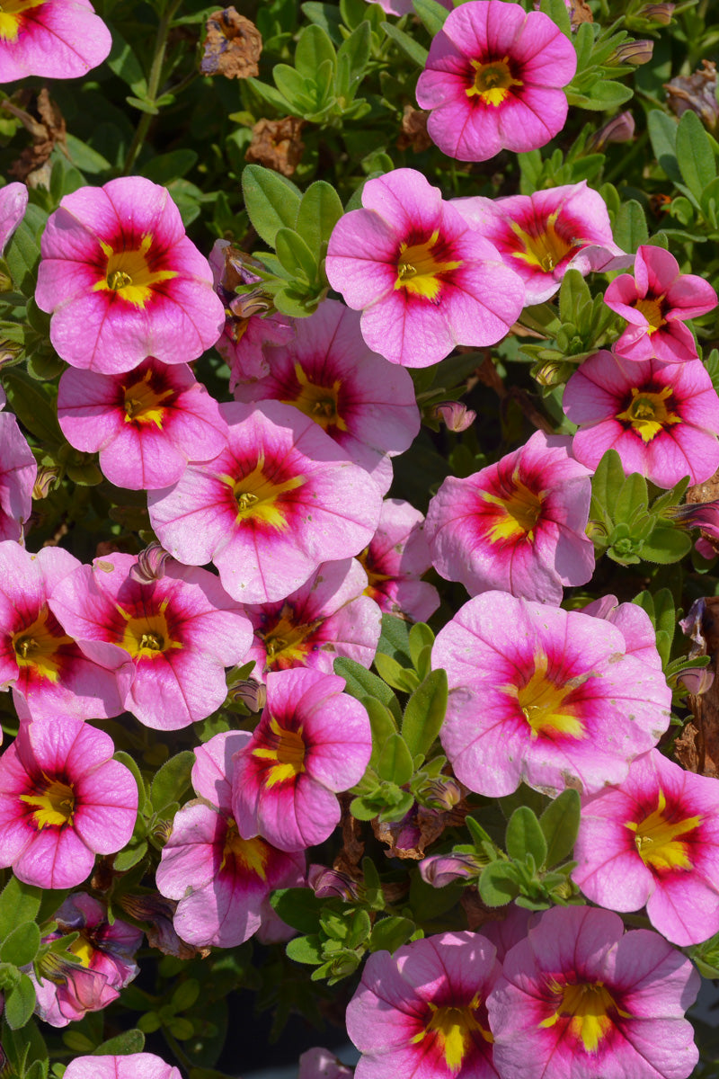 Calibrachoa, Lia Spark Pink
