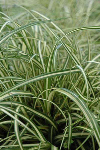 Grass, Sedge- Evergold