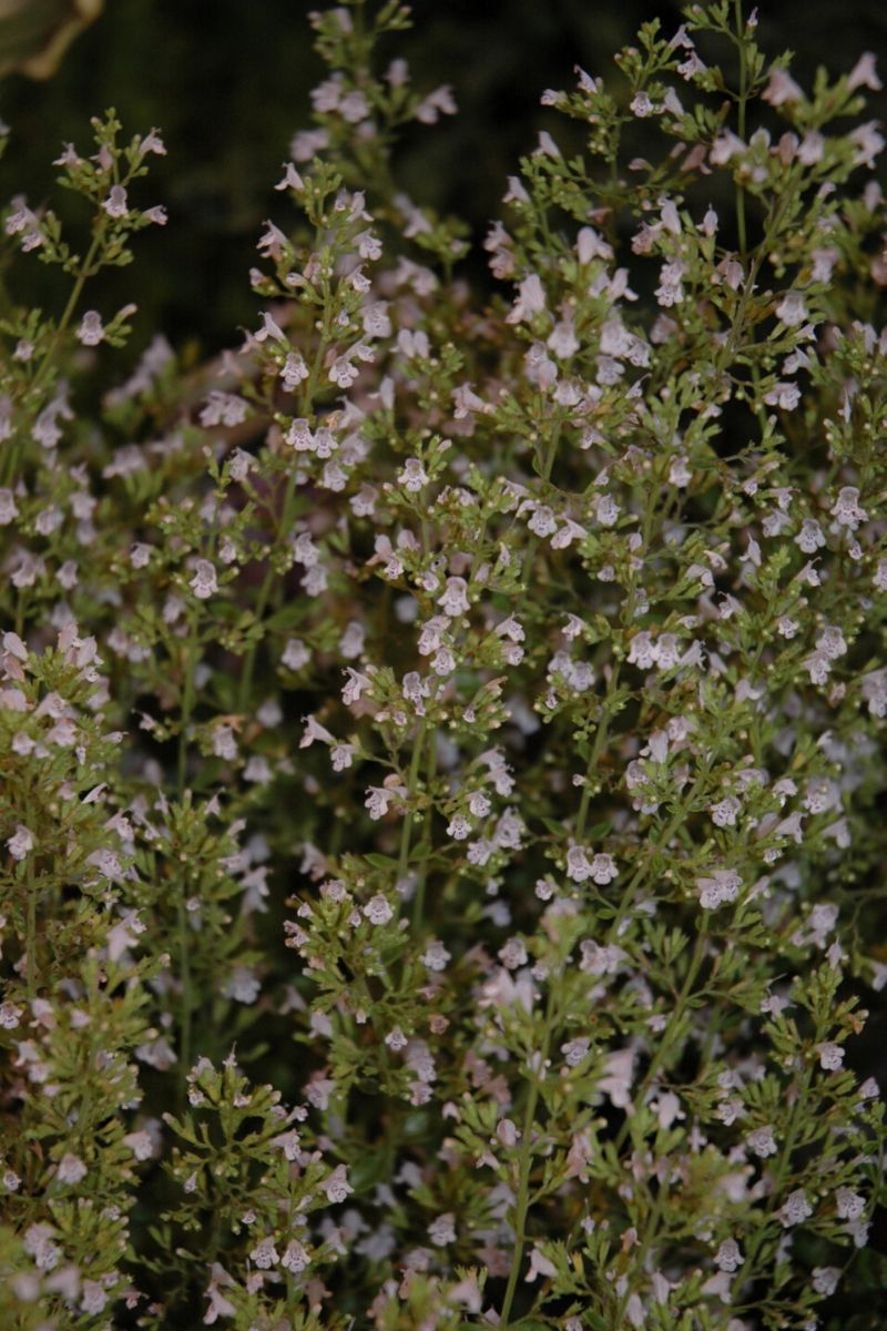 Calamint, Montrose White
