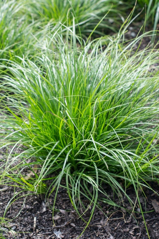 Grass, Sedge- Oak