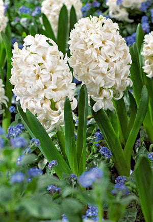 Hyacinth, Carnegie Bulbs 5/Pack