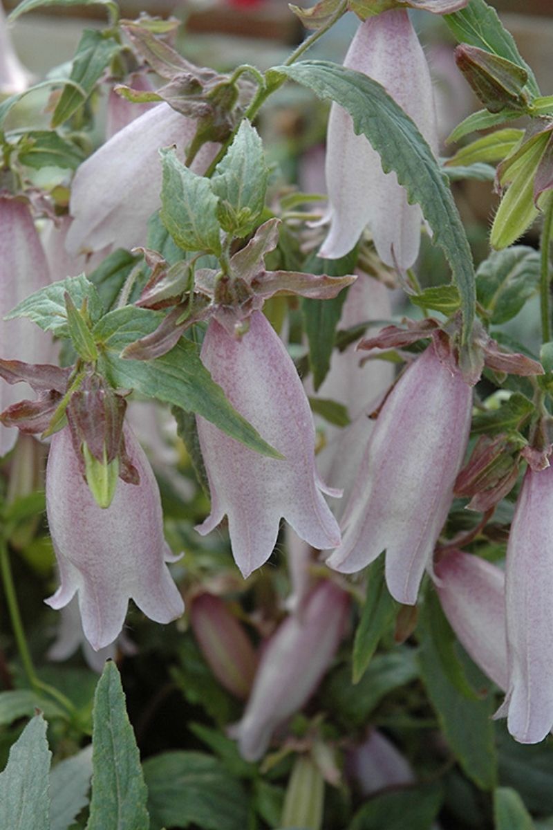 Bellflower, Silver Bell Wh