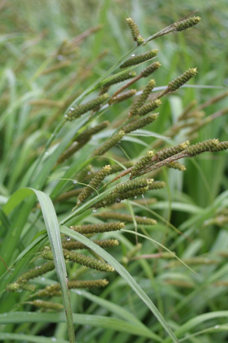 Grass, Sedge- Short'S