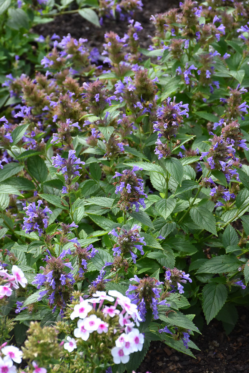 Catmint, Blue Prelude