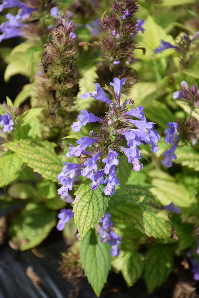 Catmint, Blue Prelude