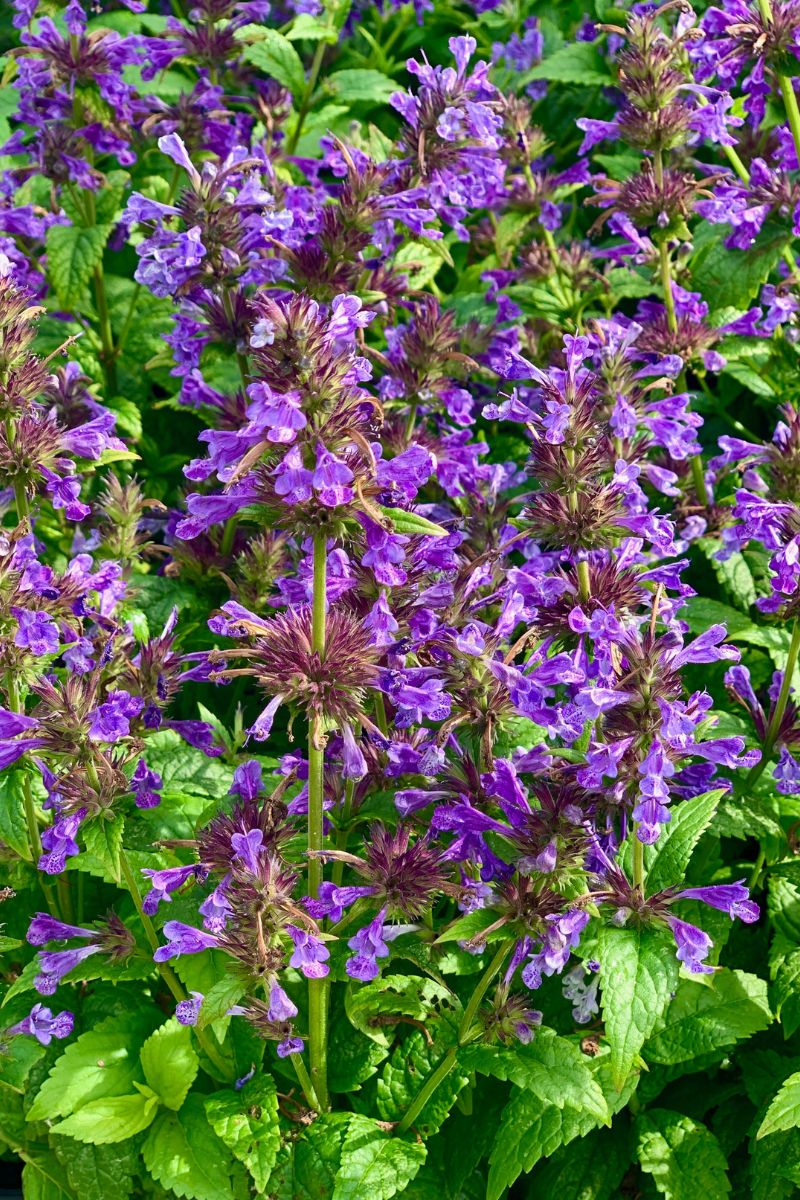 Catmint, Cat's Pajamas