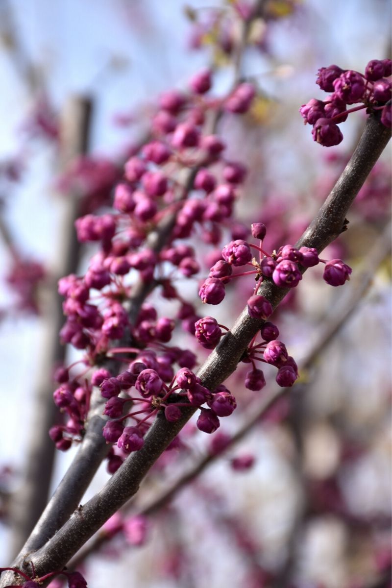 Redbud, Pink Pom Poms