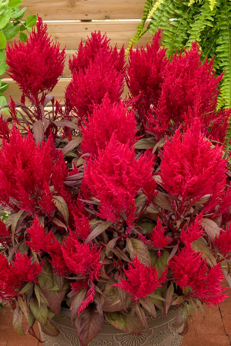 Celosia, Dragons Breath Red