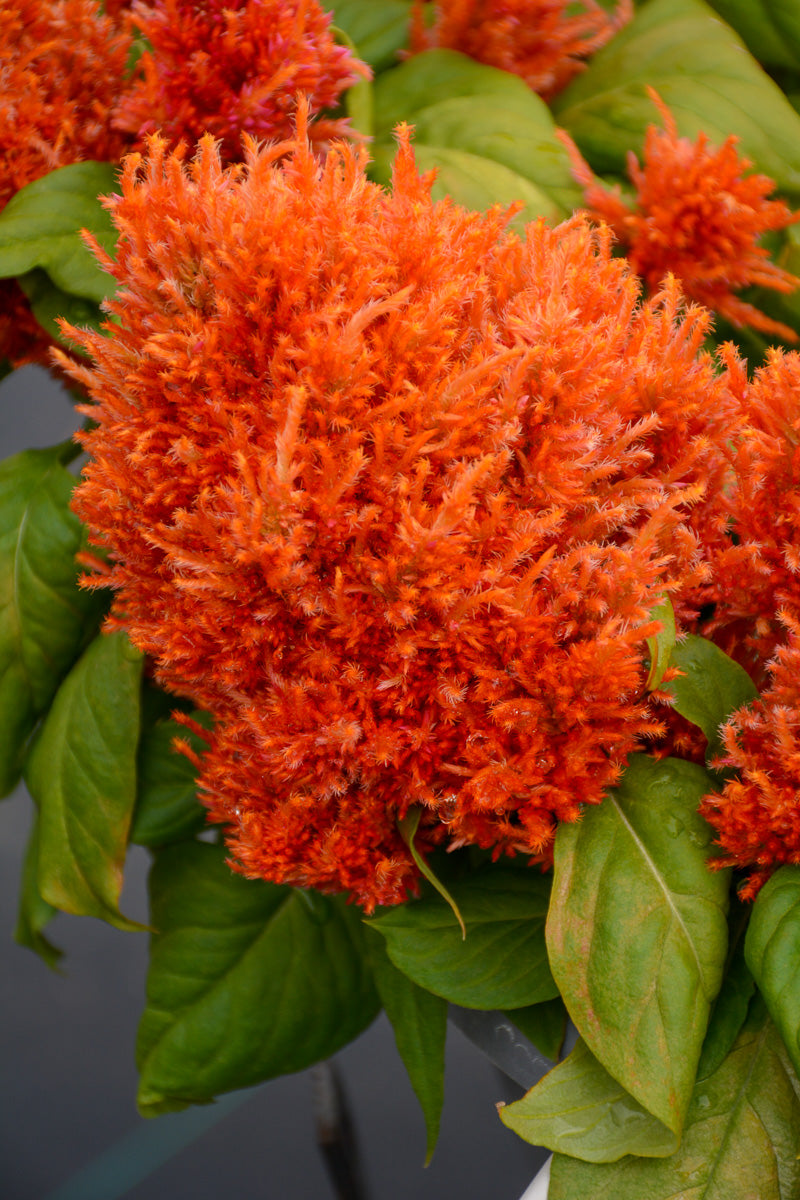 Celosia, Glorious Orange