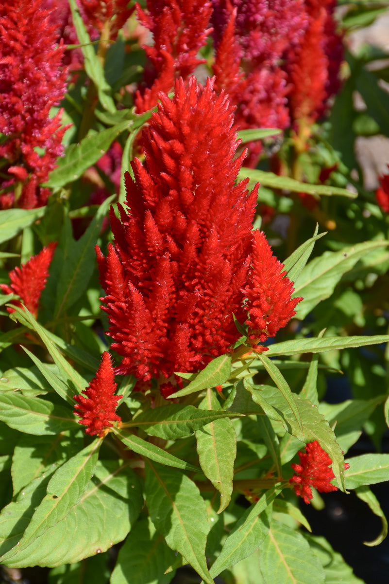 Celosia, Glorious Red