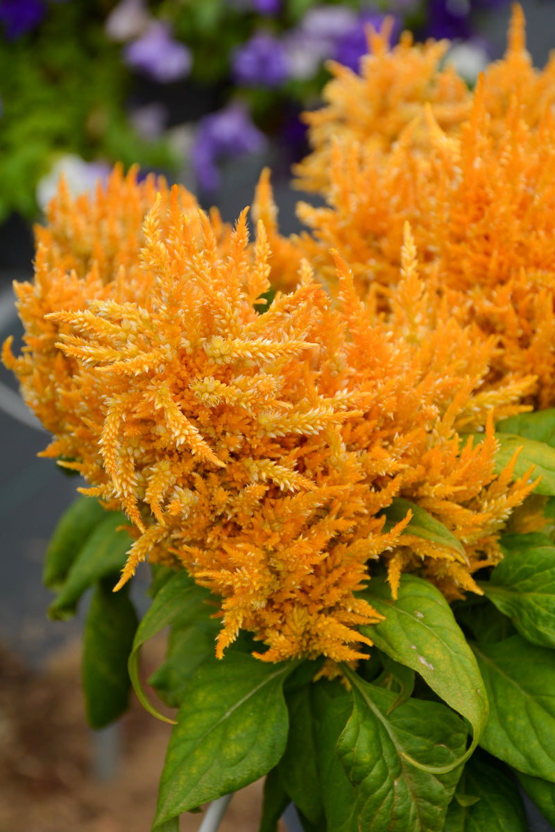 Celosia, Glorious Yellow