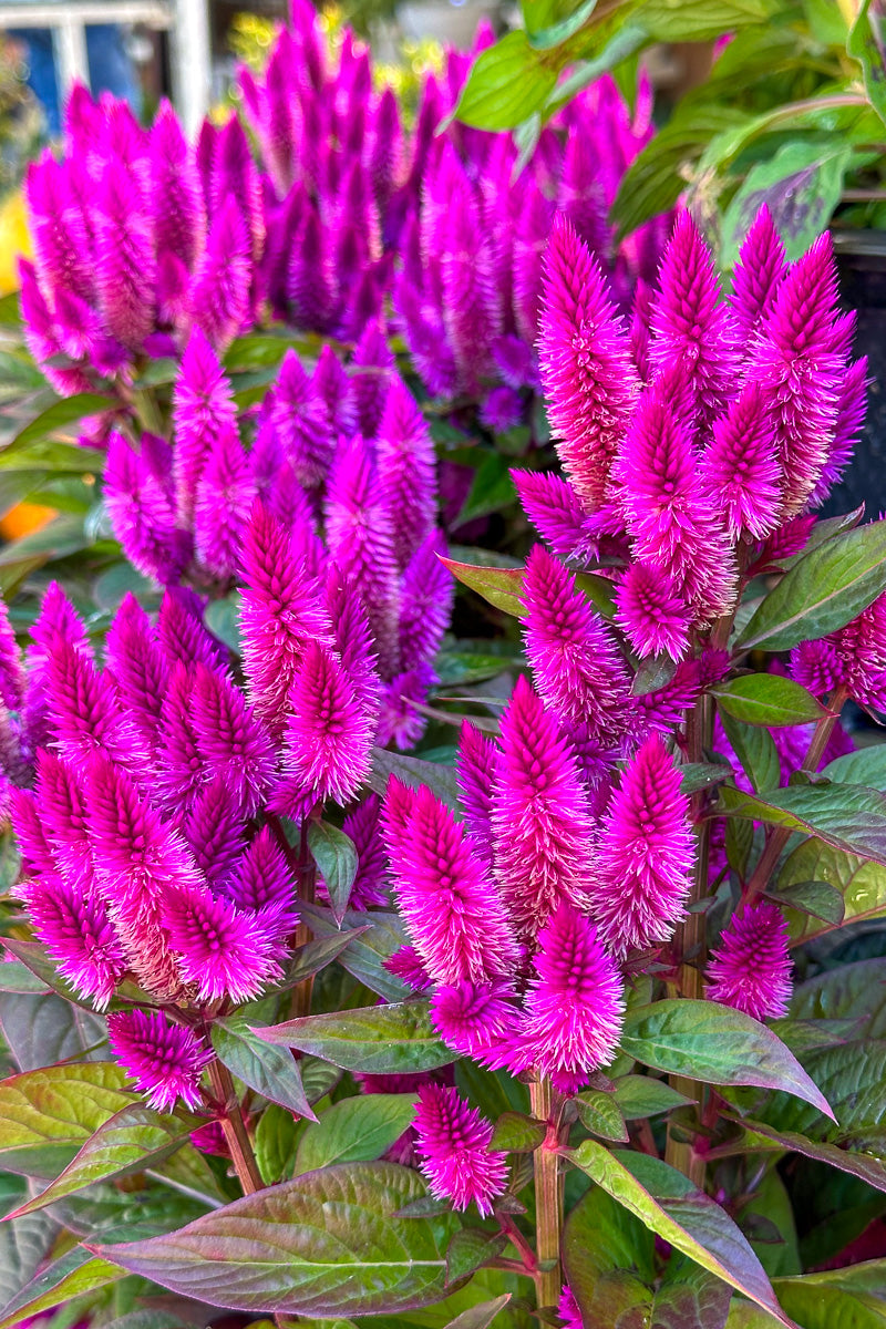 Celosia, Intenz Classic