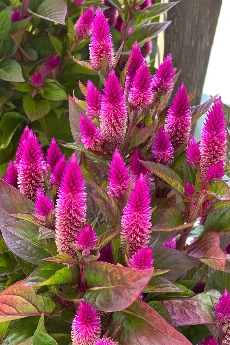 Celosia, Intenz Classic
