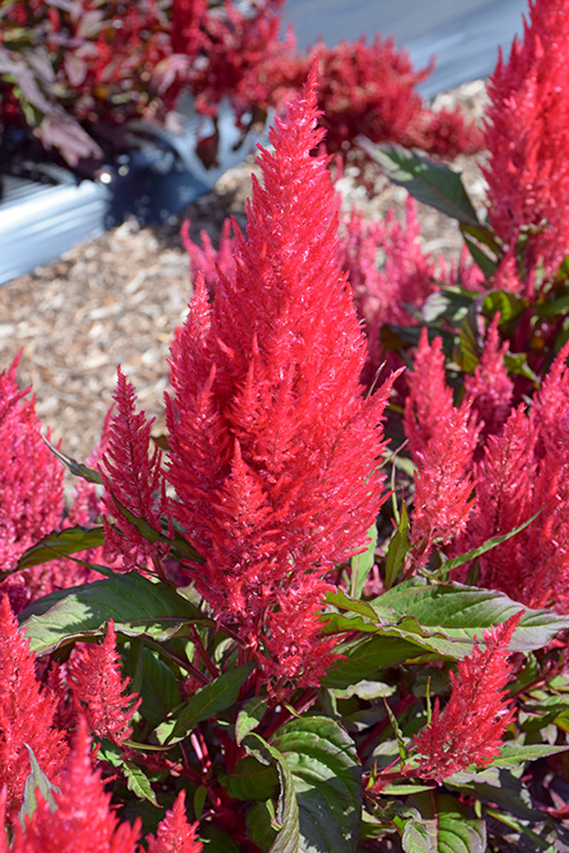 Celosia, Pink