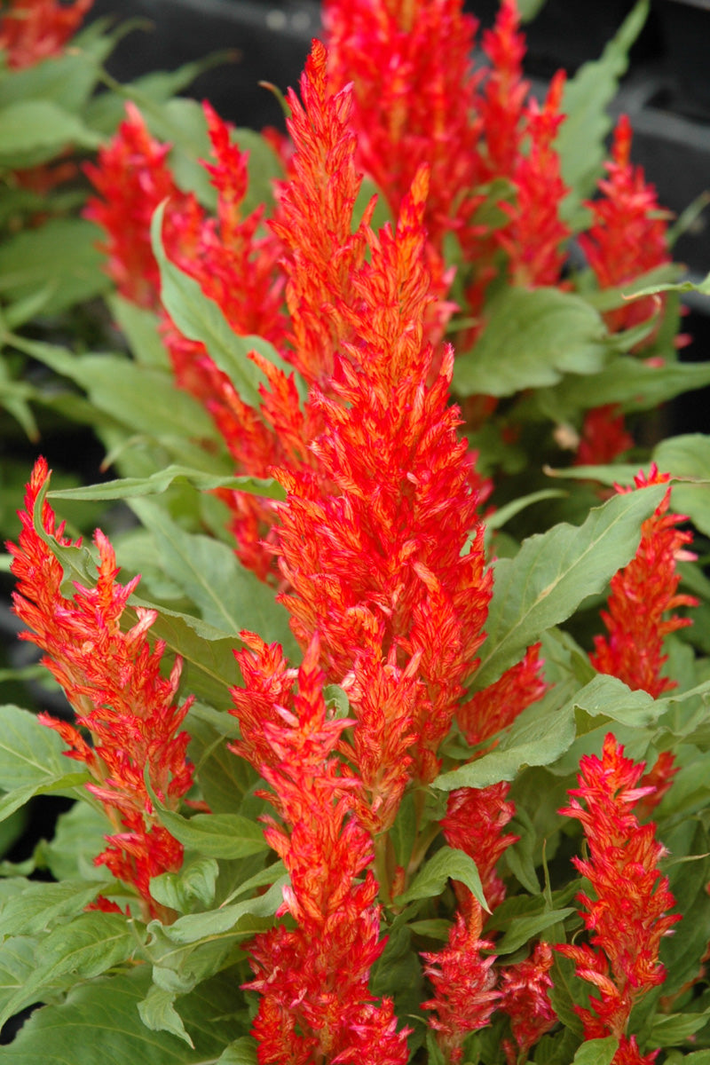Celosia, Plumosa