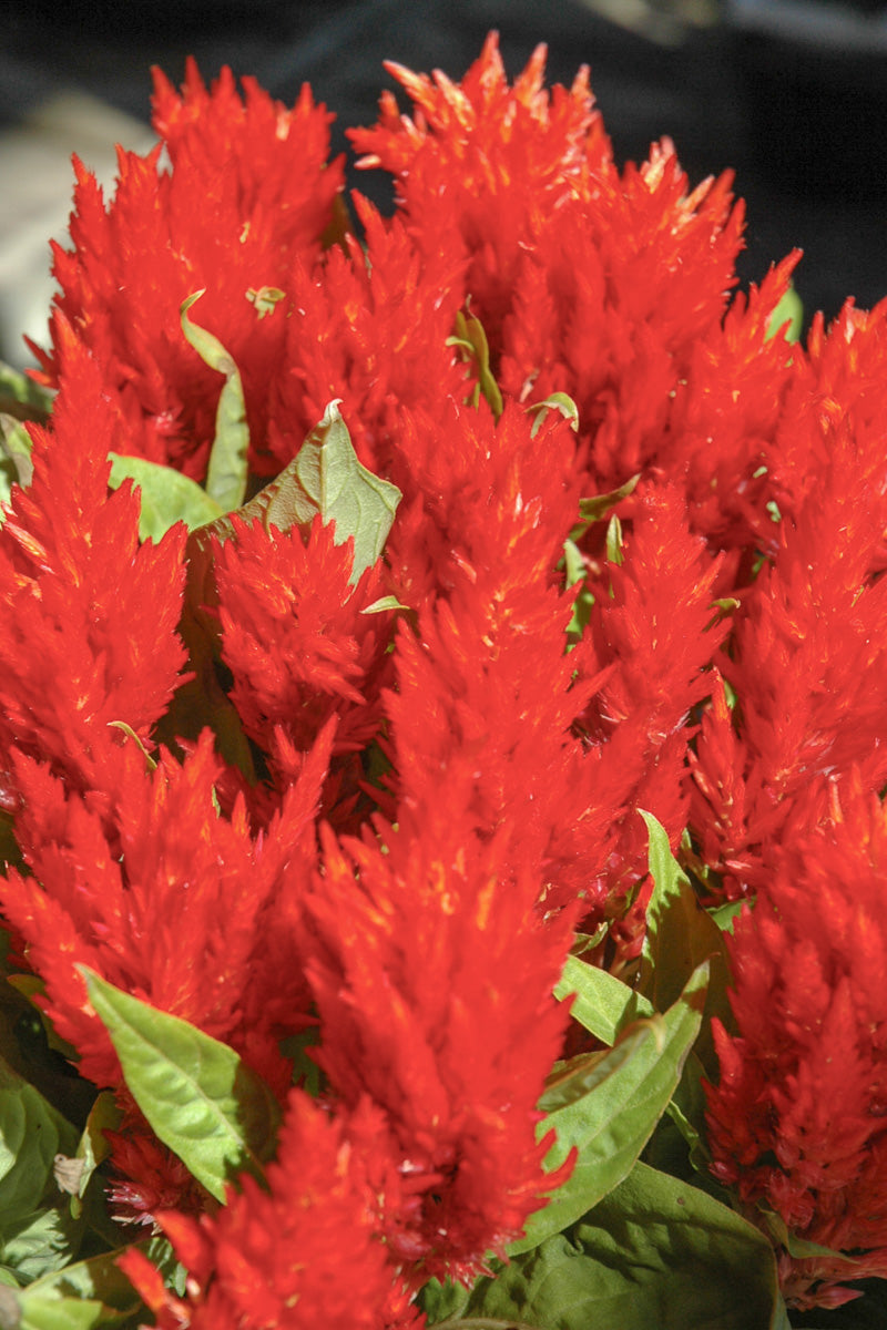 Celosia, Red