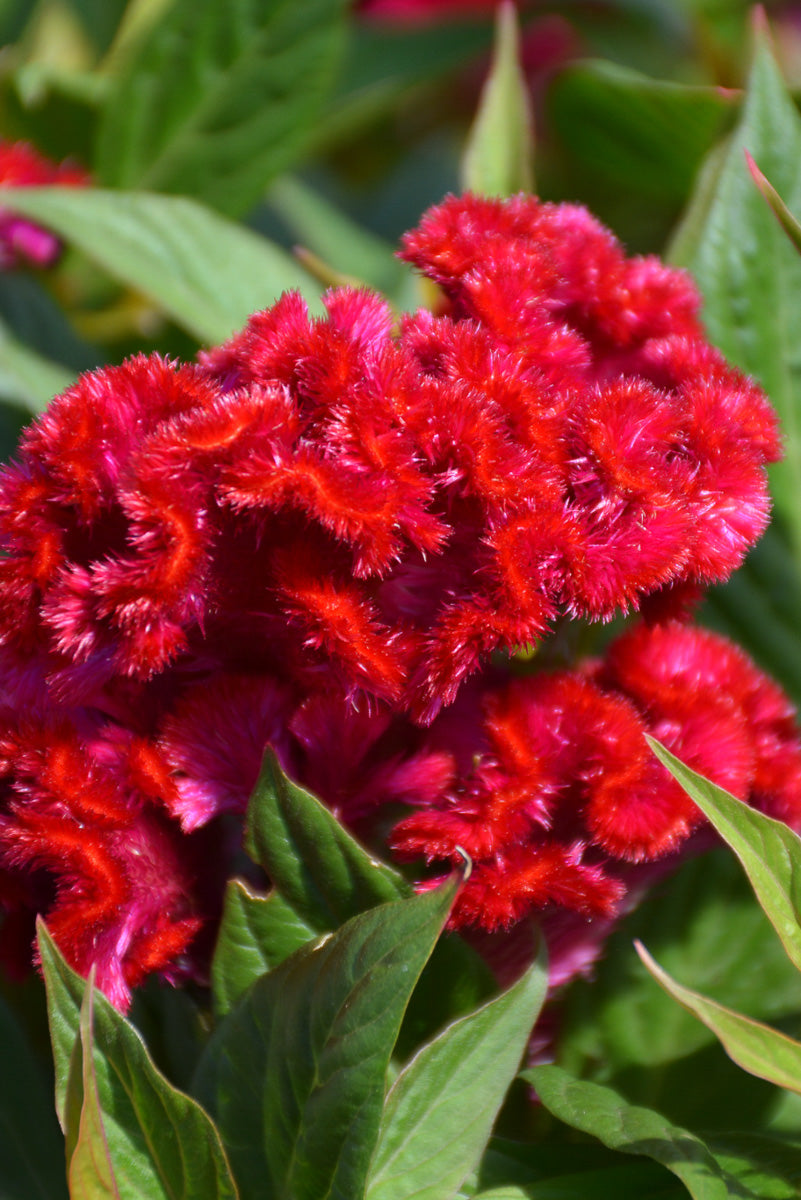 Celosia, Twisted Red