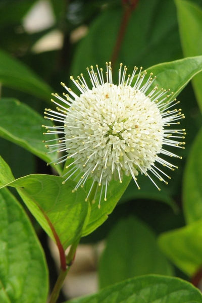 Buttonbush, Fiber Optic