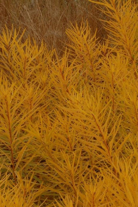 Amsonia, Butterscotch