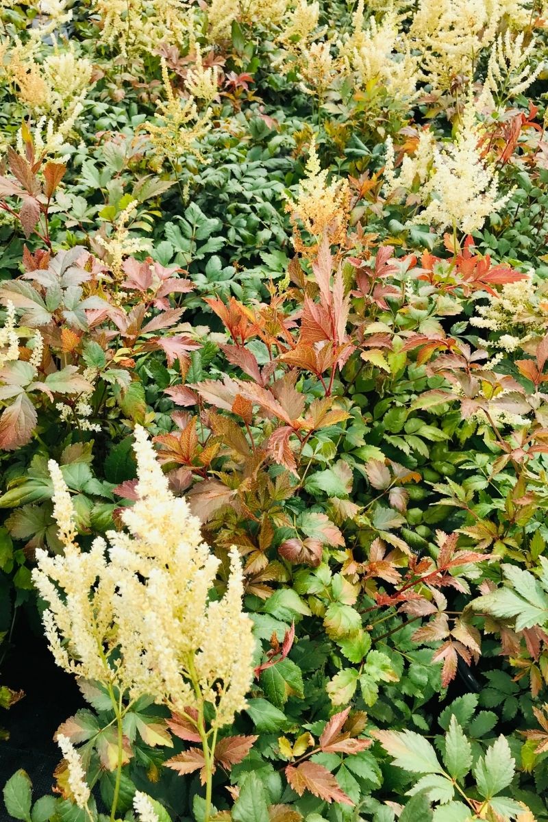 Astilbe, Mojito