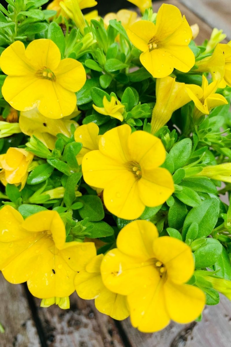 Calibrachoa, Deep Yellow
