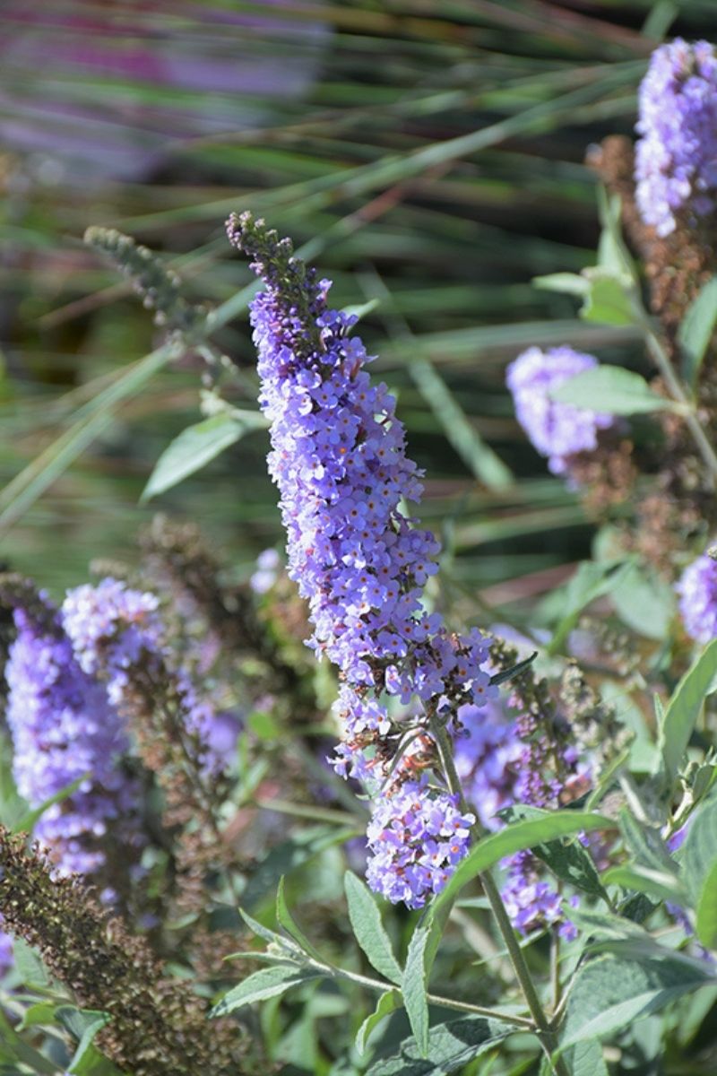 Butterfly-Bush, Glass Slipper