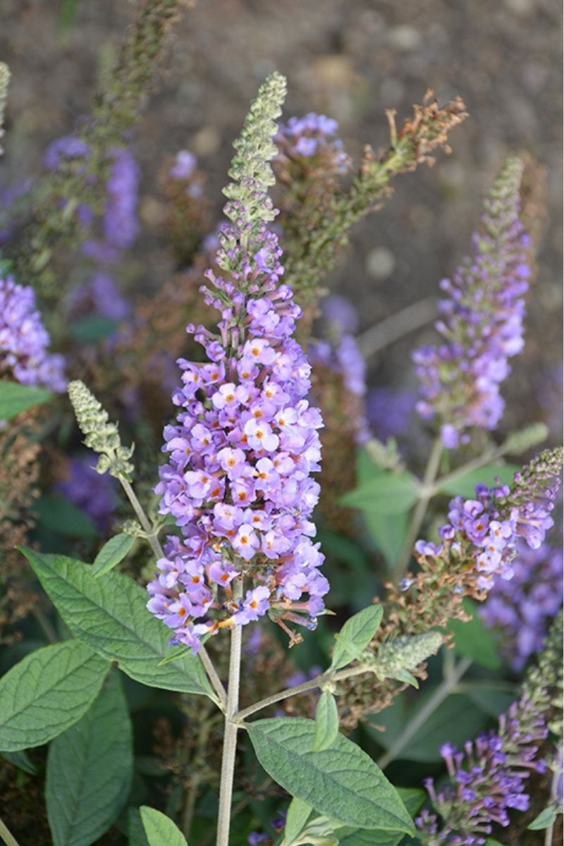 Butterfly-Bush, Lavender Cupcake