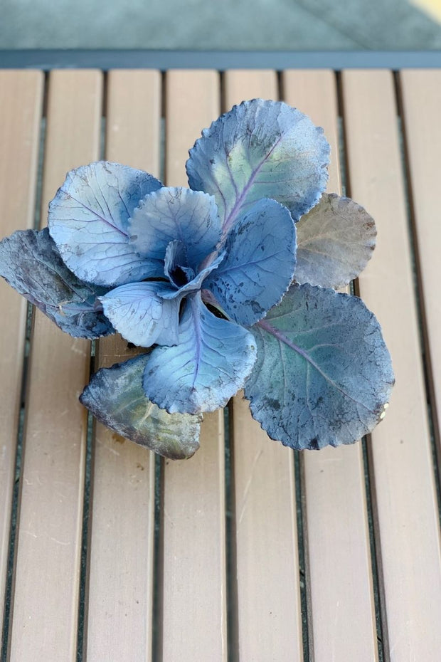 Ornamental Kale, Ruby Perfect