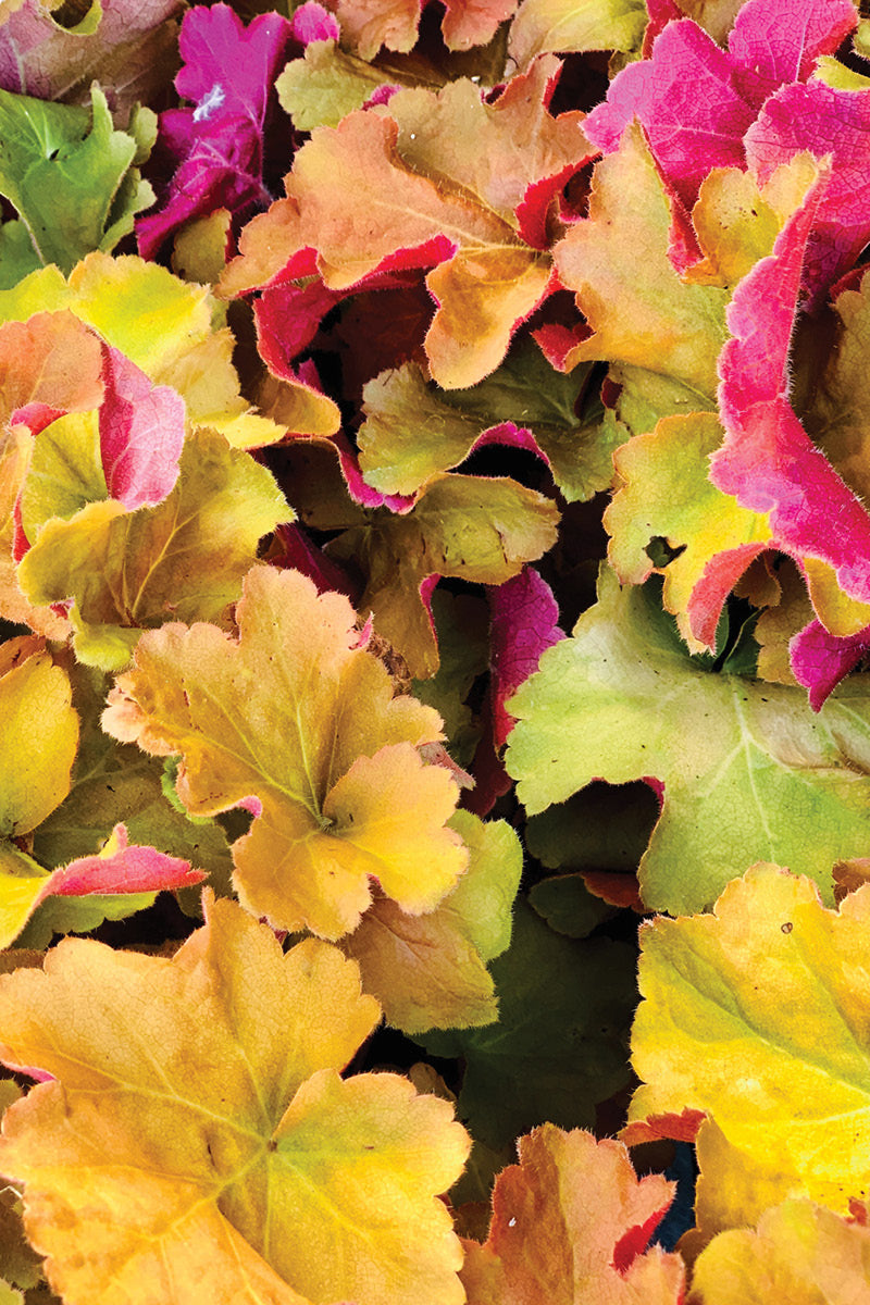 Coral Bells, Caramel