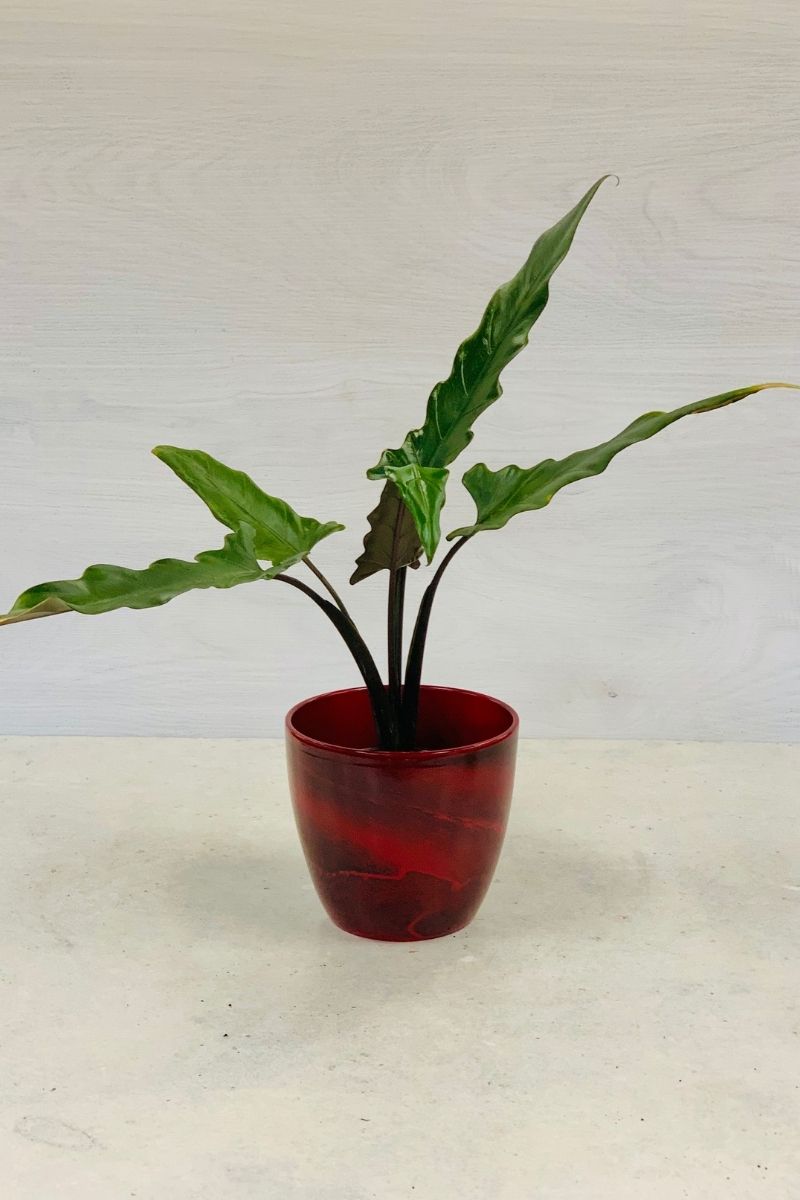 Alocasia, Purple Sword   6"