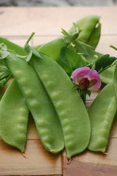 Seed Savers Green Beauty Pea