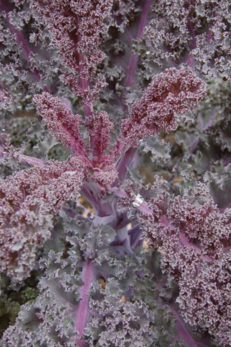 Seed Savers Scarlet Kale