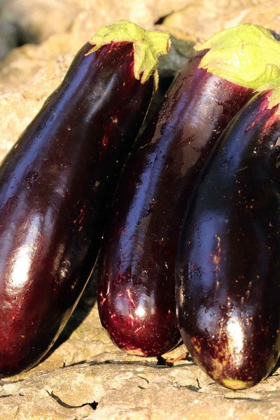 Seed Savers Diamond Eggplant