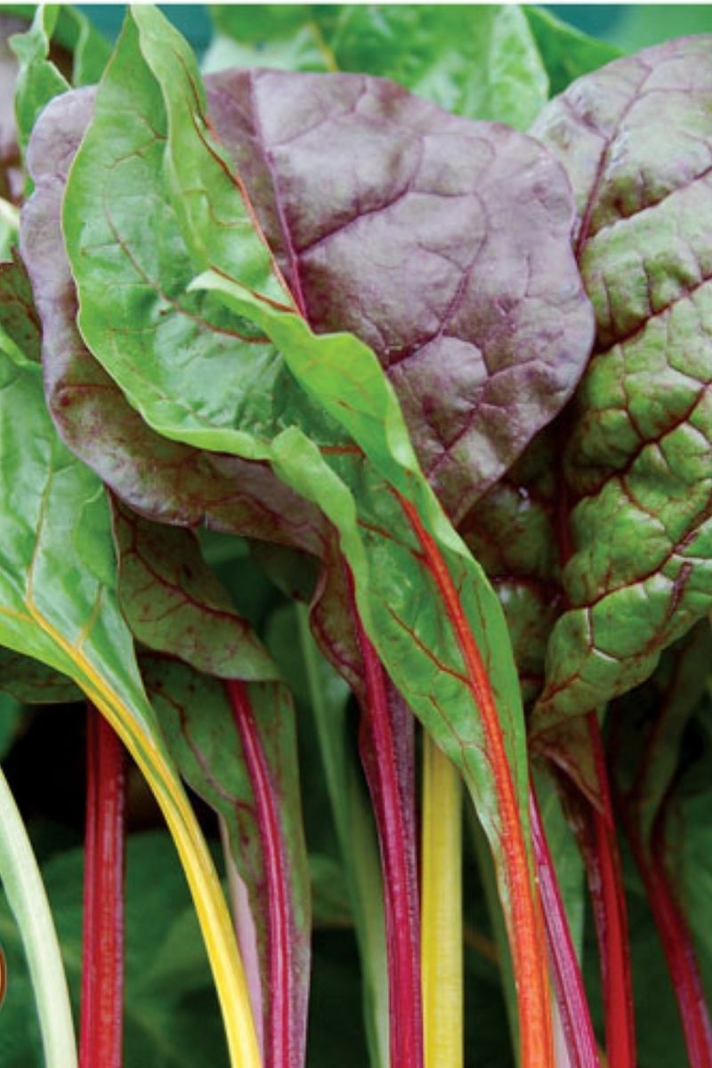 Seed Savers Five Color Silverbeet Organic Swiss Chard