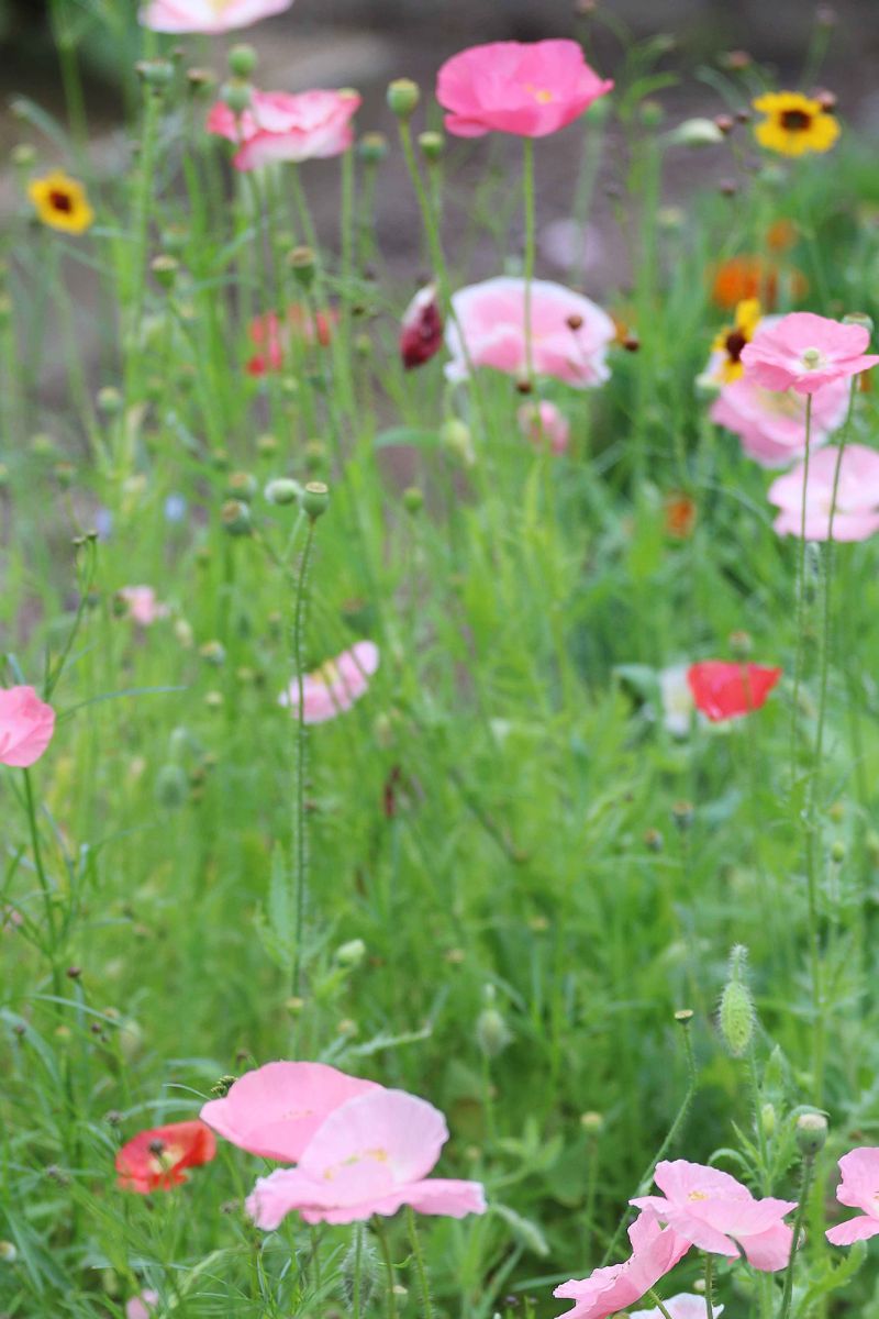 Seed Savers Bee Feed Flower Mix