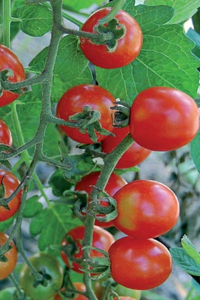 Seed Savers Mexico Midget Tomato