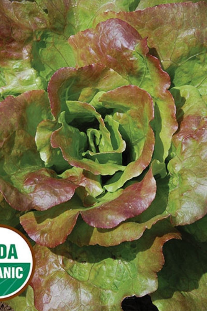 Seed Savers Grandma Hadley's Organic Lettuce