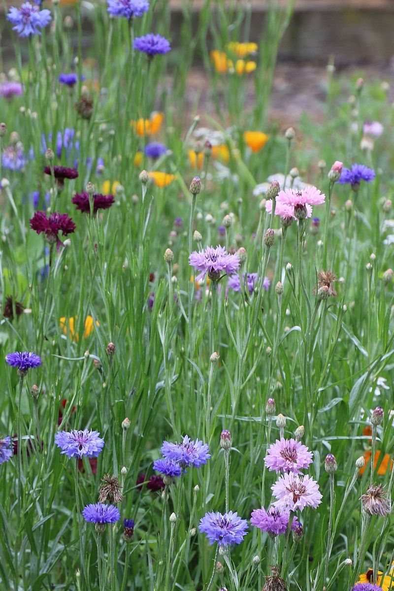 Seed Savers Bird and Butterfly Flower Mix