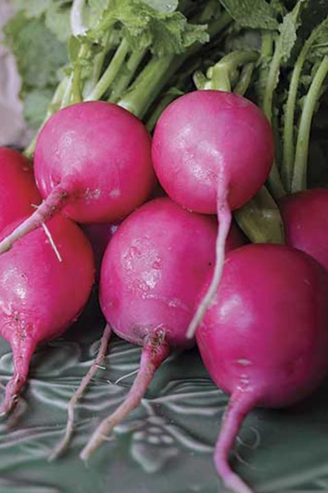 Seed Savers Pink Lady Slipper Radish