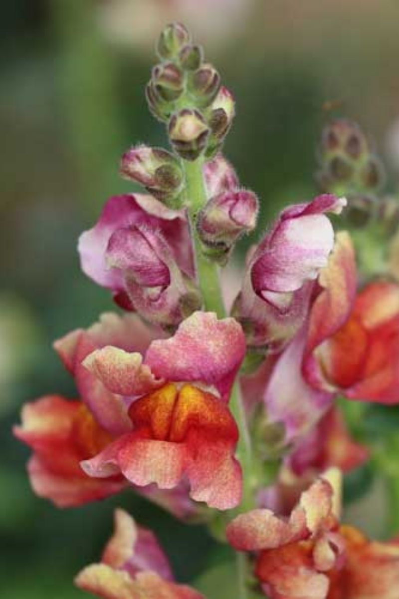 Seed Savers Tetra Mix Snapdragon